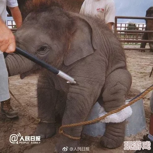 大伊香煮大象的传承文化：令人震惊的背后真相，竟然隐藏着千年的生态智慧与动物保护危机！